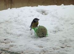  Animals les oiseaux en hiver