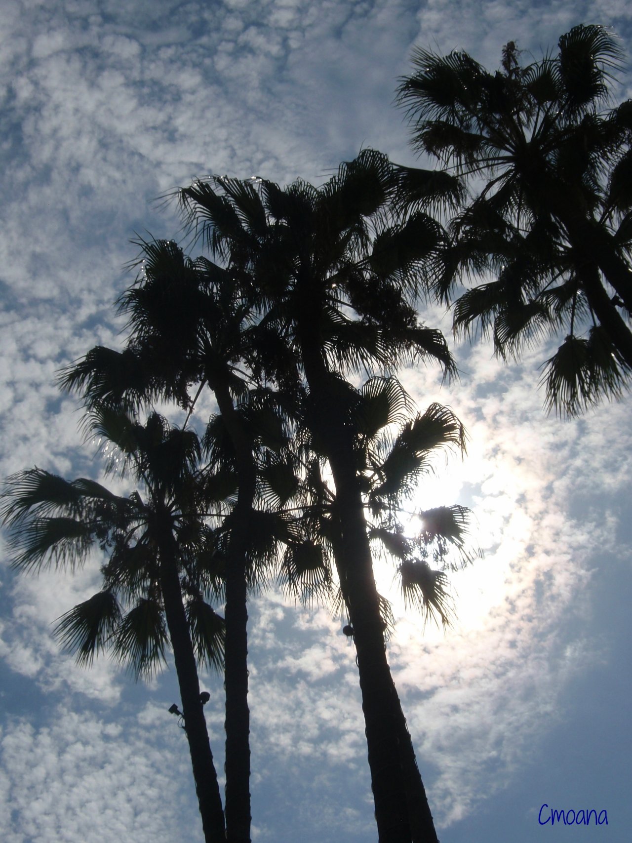 Fonds d'cran Nature Arbres - Forts 