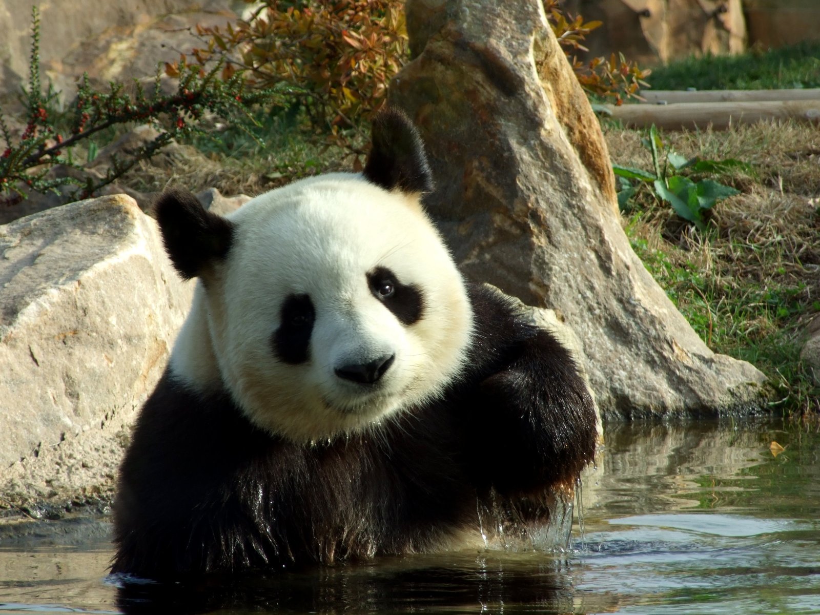 Fonds d'cran Animaux Pandas Panda