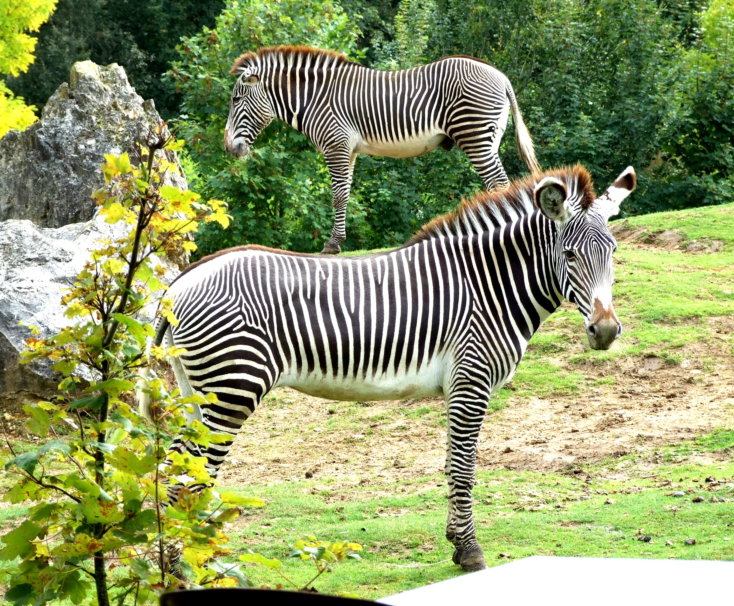 Fonds d'cran Animaux Zbres zèbres