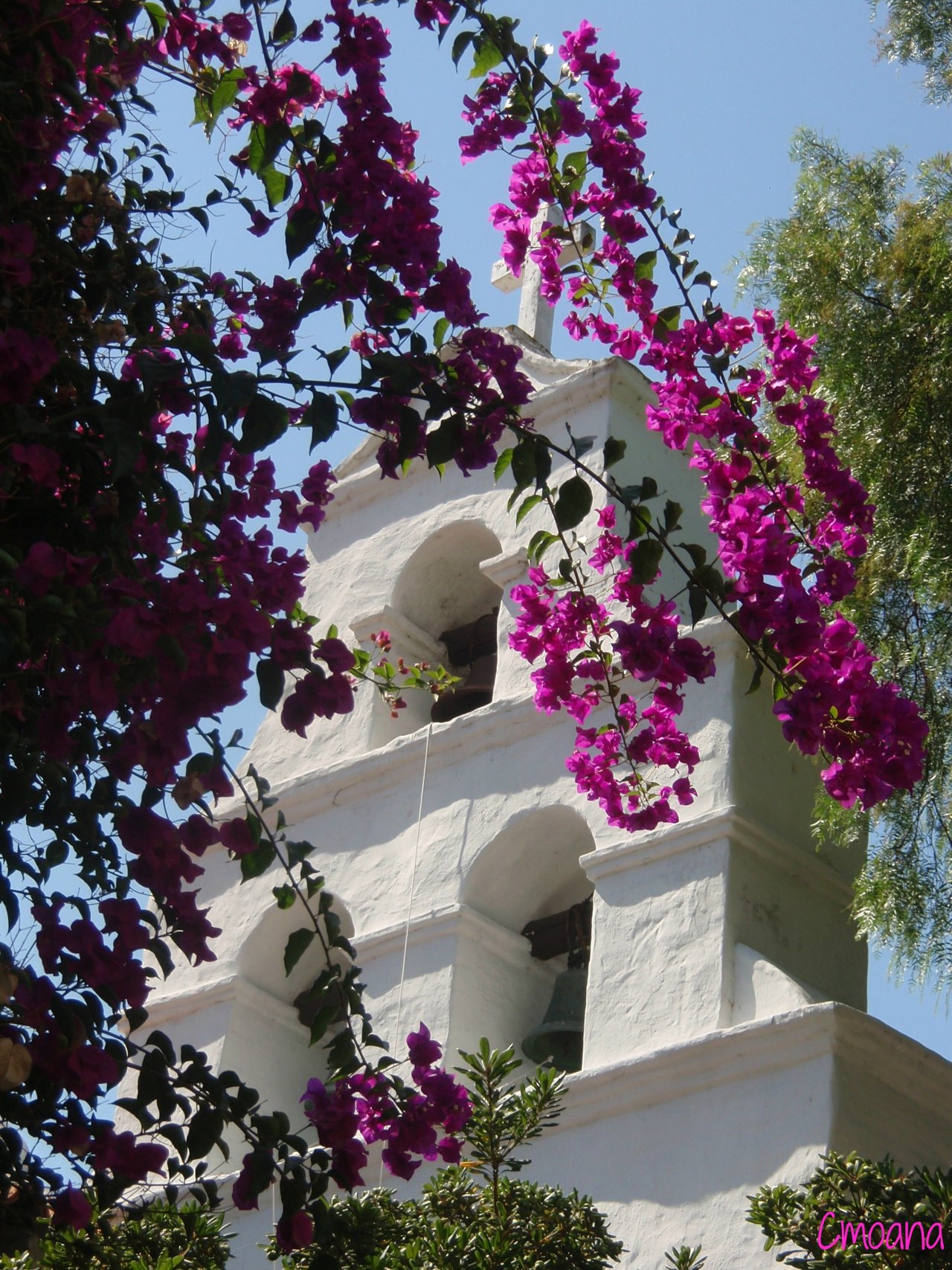 Fonds d'cran Nature Fleurs 