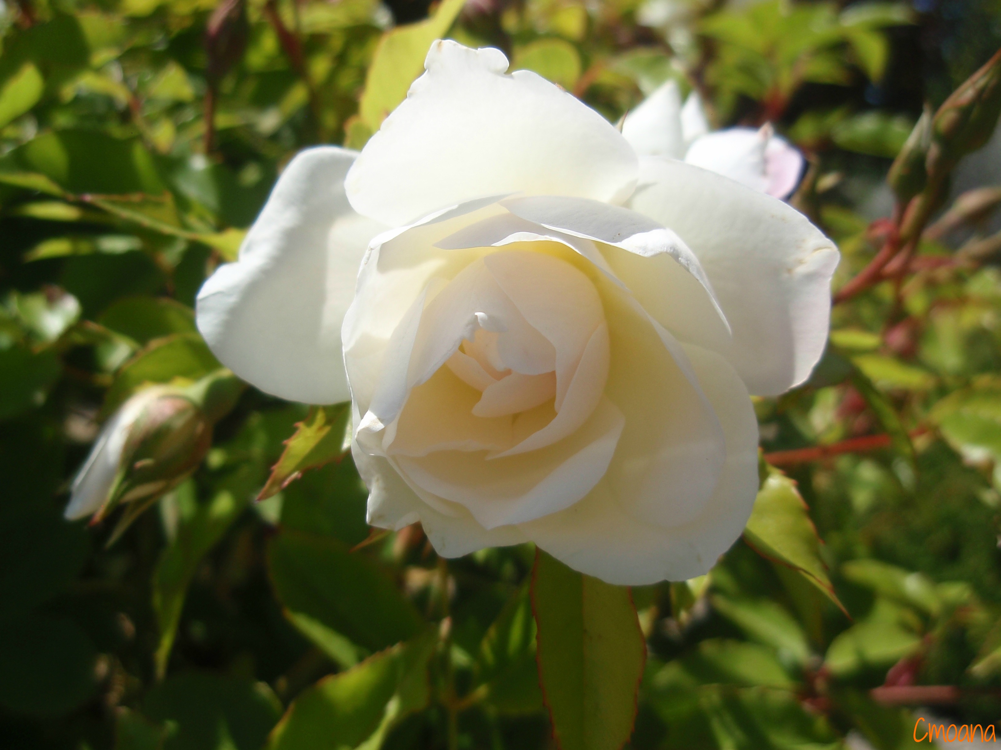 Fonds d'cran Nature Fleurs 