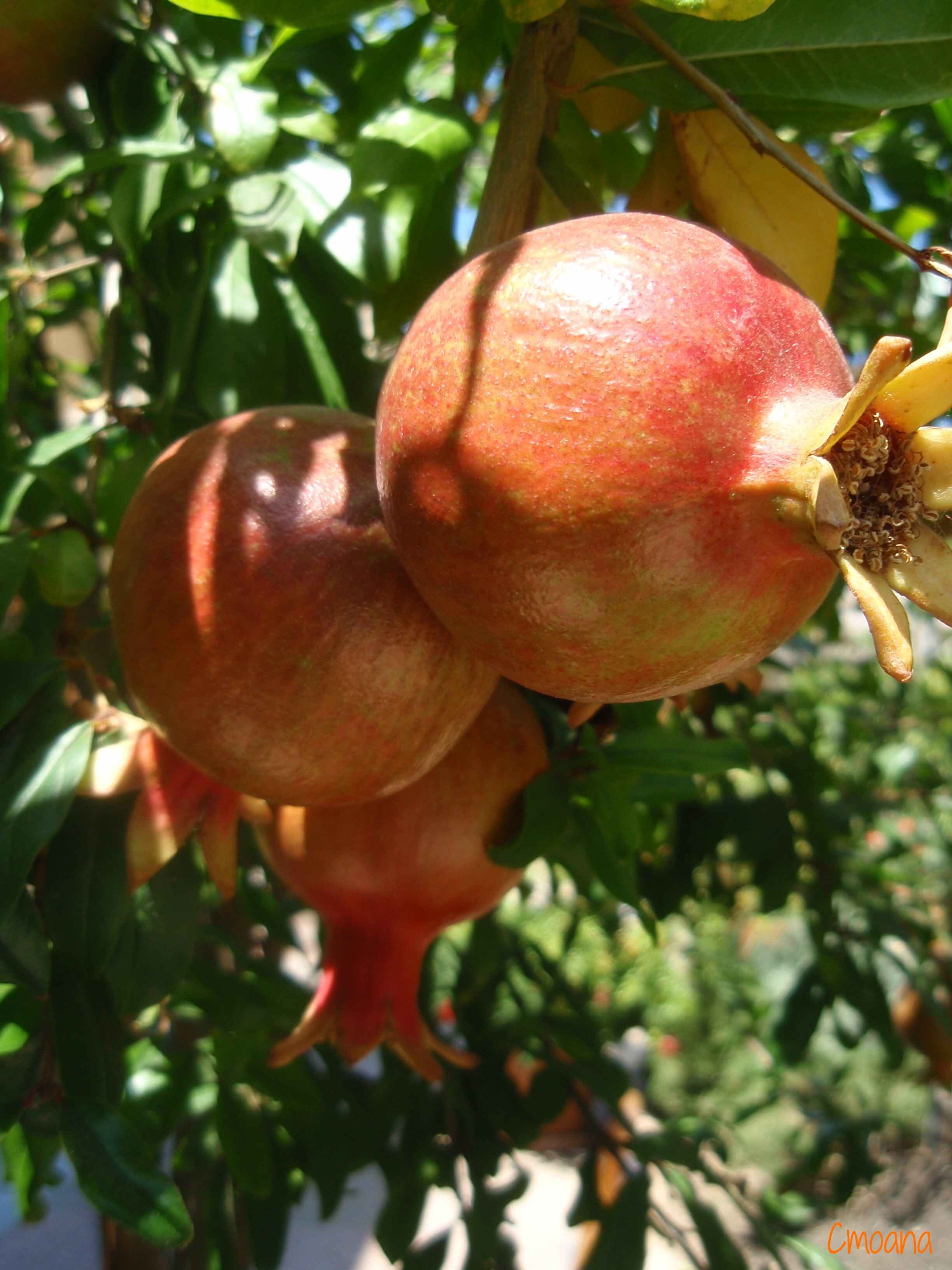 Wallpapers Nature Fruits 