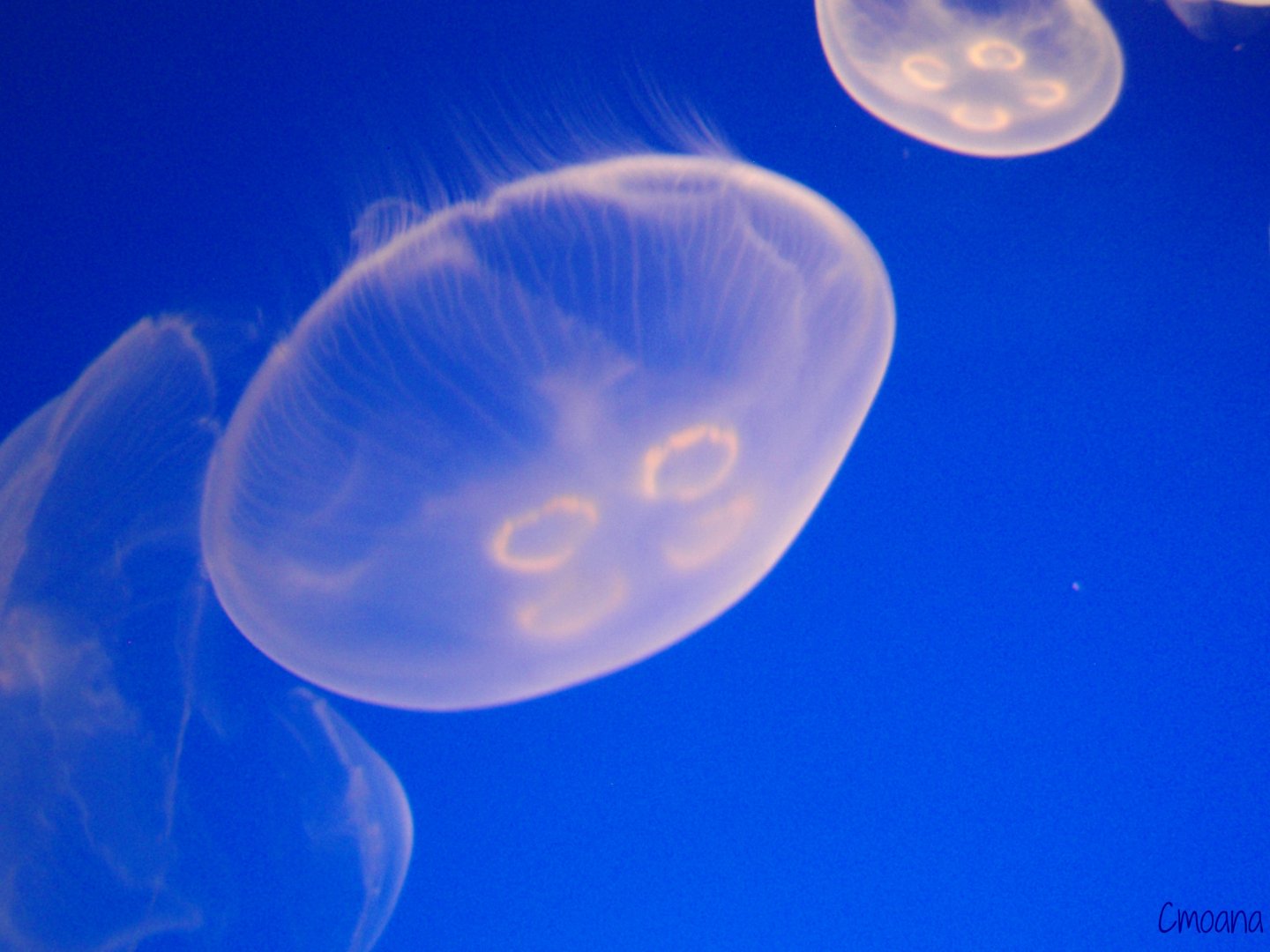 Fonds d'cran Animaux Vie marine - Mduses 