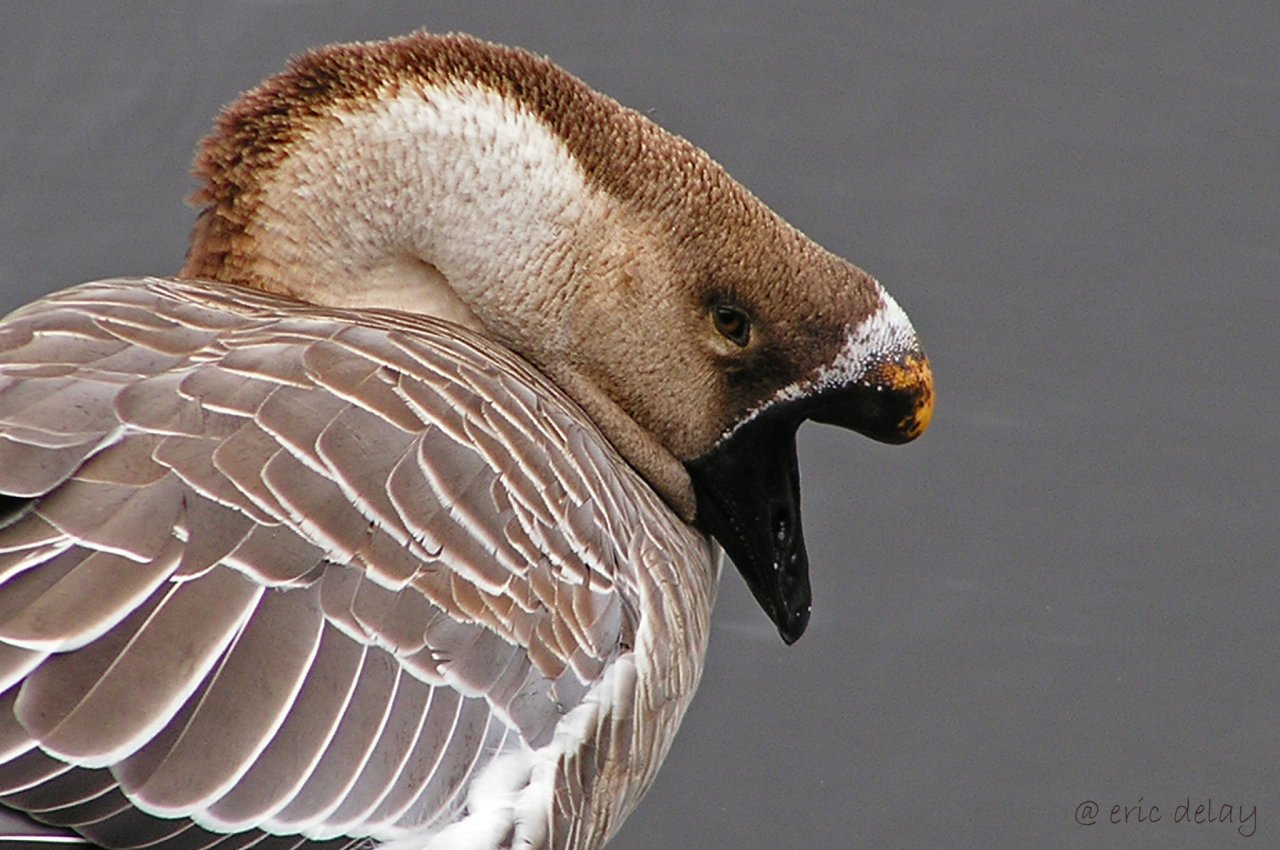 Fonds d'cran Animaux Oiseaux - Divers Oiseau