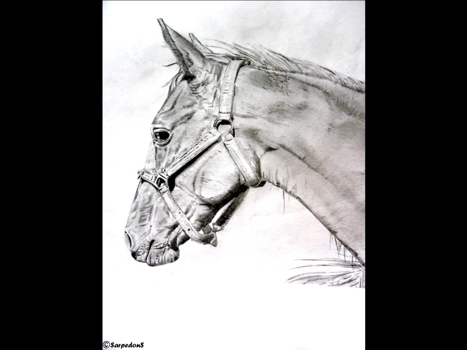 Fonds d'cran Art - Crayon Animaux - Chevaux 