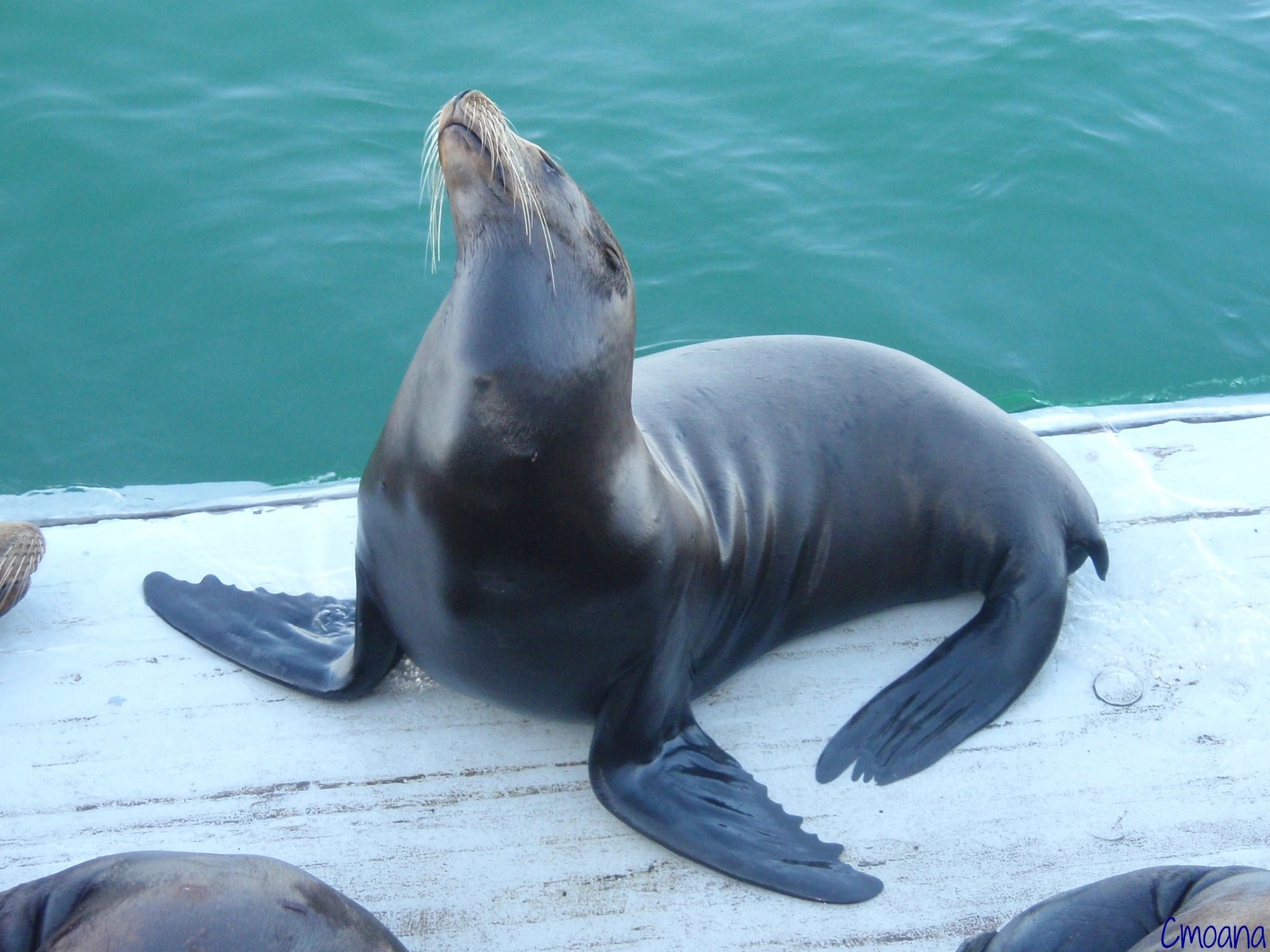 Wallpapers Animals Sealife - Seals 