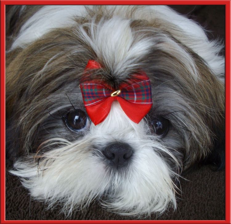 Fonds d'cran Animaux Chiens Fidjie, Shi Tzu