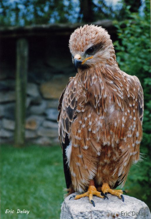 Fonds d'cran Animaux Oiseaux - Divers Oiseau