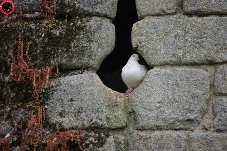 Wallpapers Animals Birds - Misc Oiseau