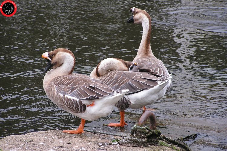 Fonds d'cran Animaux Oiseaux - Divers Oiseau