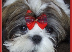  Animaux Fidjie, Shi Tzu