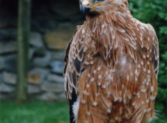  Animaux Oiseau