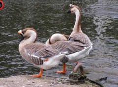  Animaux Oiseau