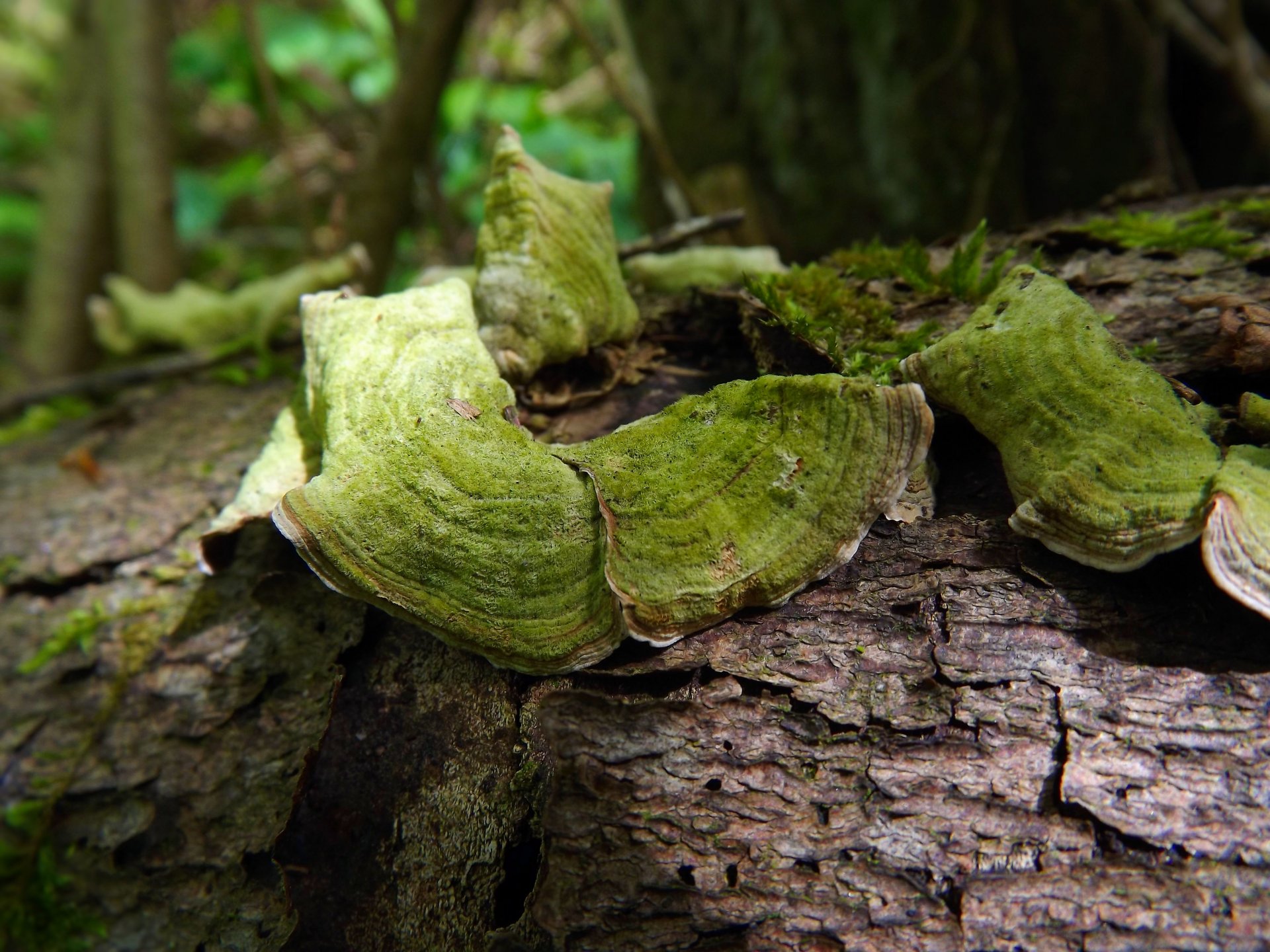 Wallpapers Nature Moss - Lichens 