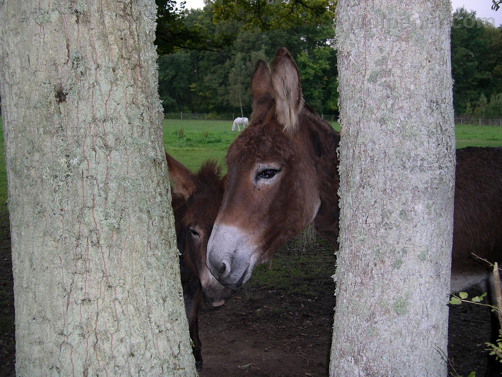 Wallpapers Animals Donkeys 