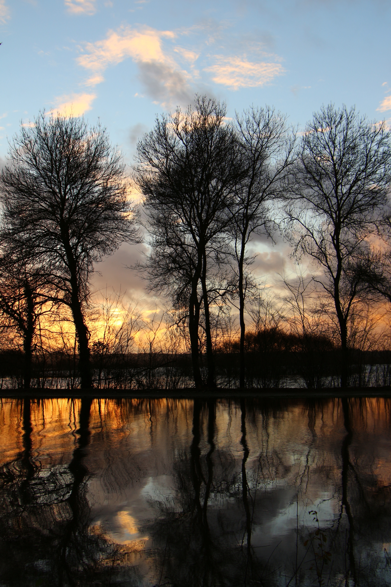 Wallpapers Nature Trees - Forests 