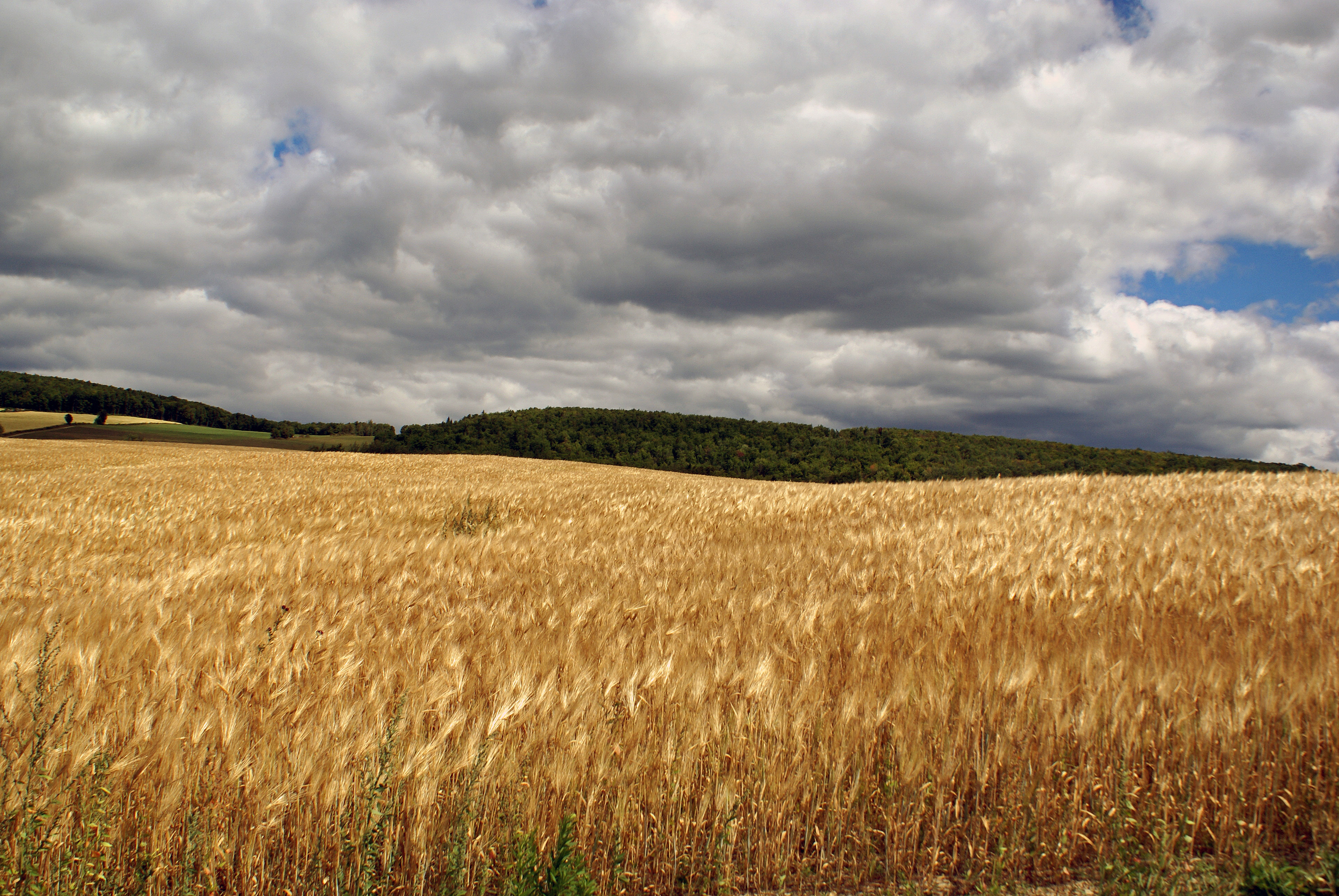 Fonds d'cran Nature Champs - Prairies CHAMPS DE SEIGLE