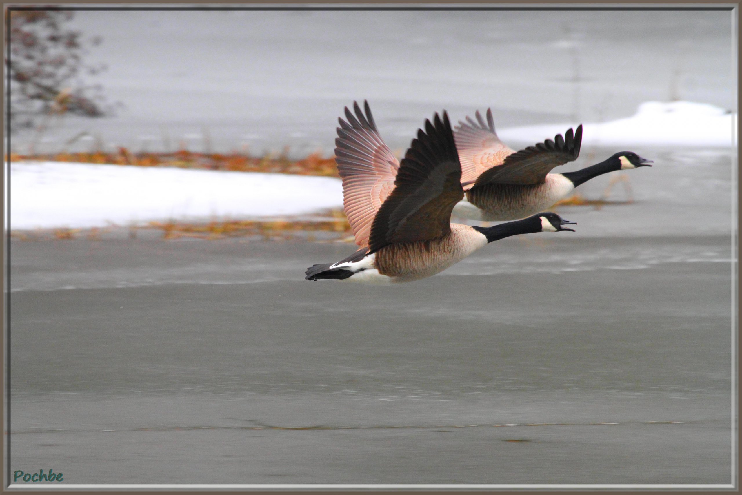 Fonds d'cran Animaux Oiseaux - Oies 