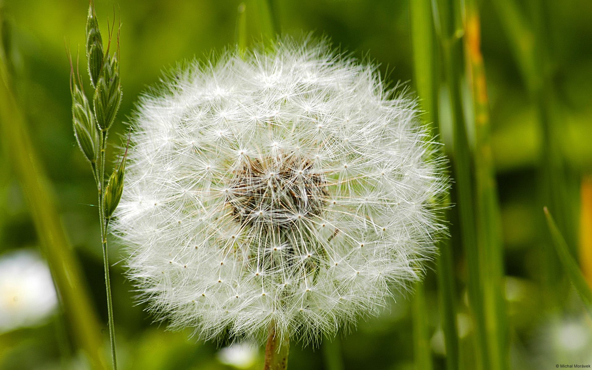 Wallpapers Nature Flowers 