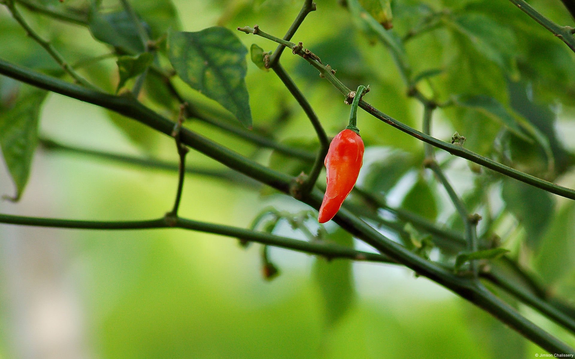 Wallpapers Nature Fruits 