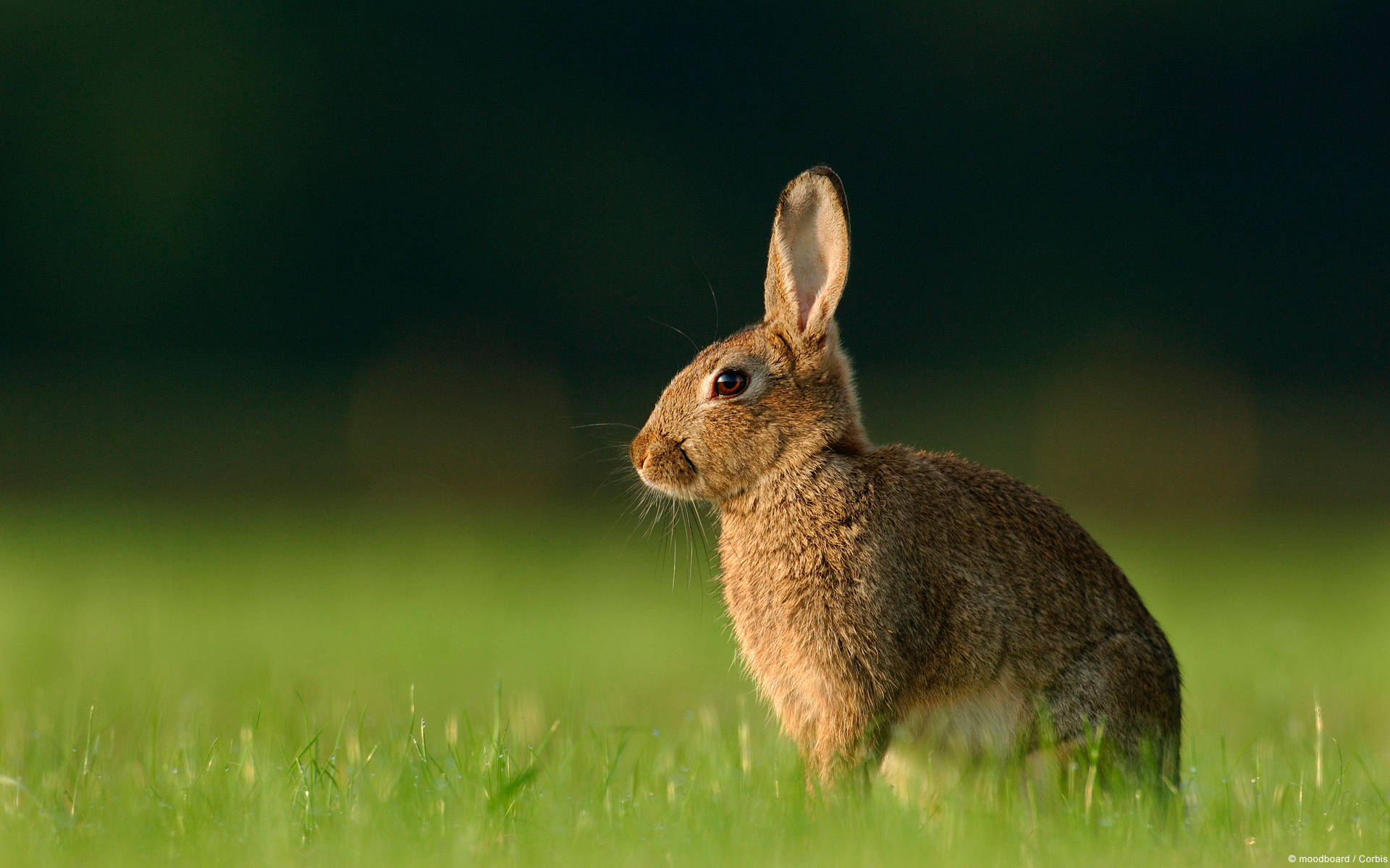 Fonds d'cran Animaux Lapins - Livres 