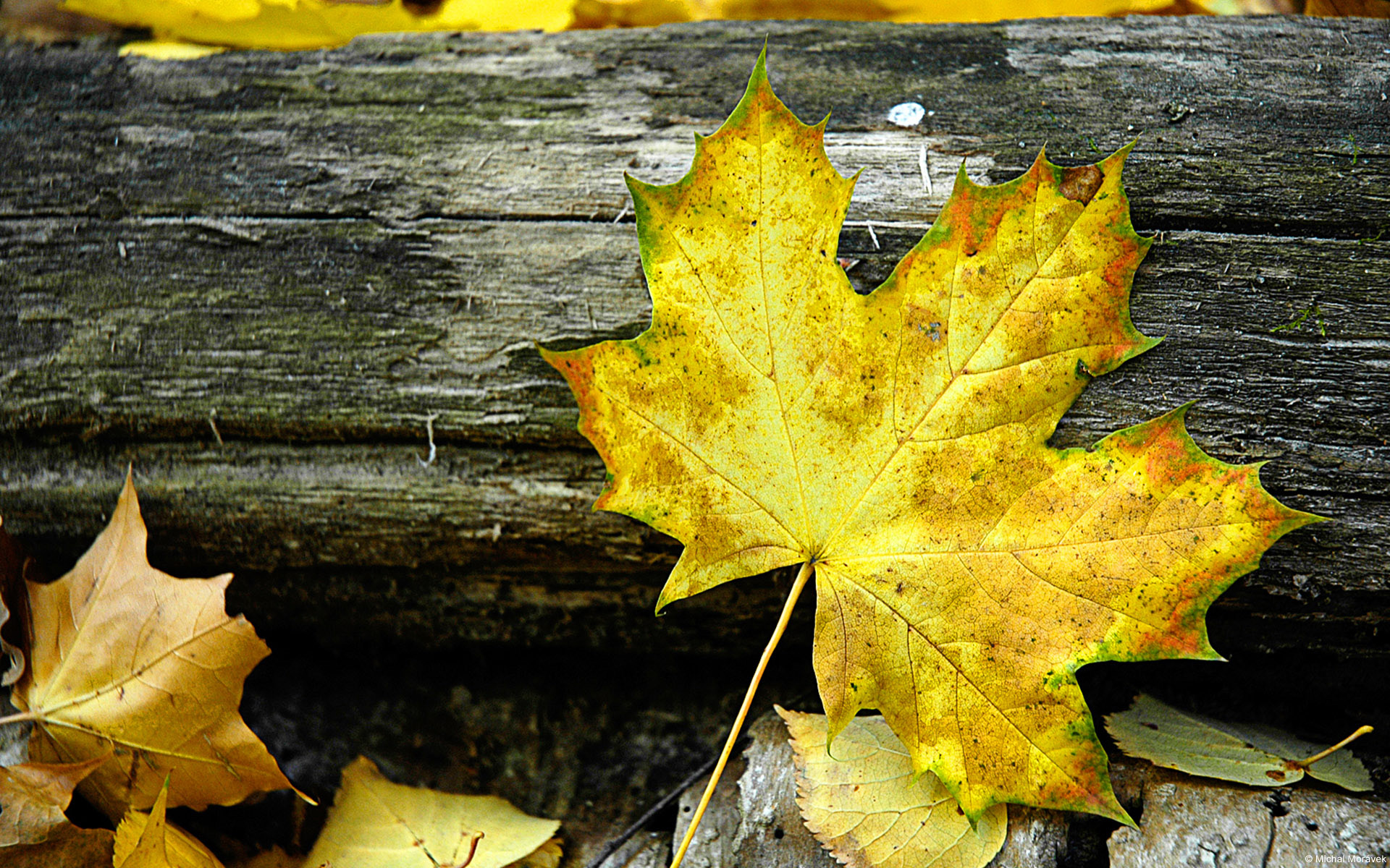 Wallpapers Nature Leaves - Foliage 