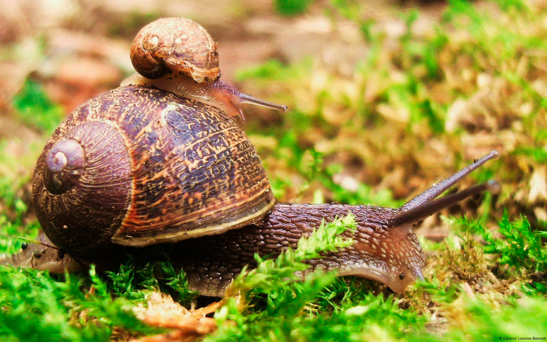 Wallpapers Animals Snails - Slugs 