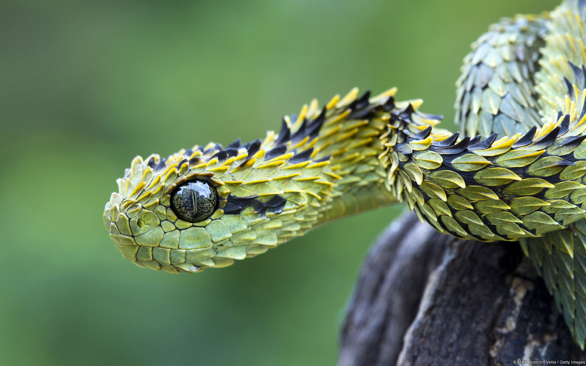 Wallpapers Animals Snakes 