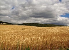  Nature CHAMPS DE SEIGLE