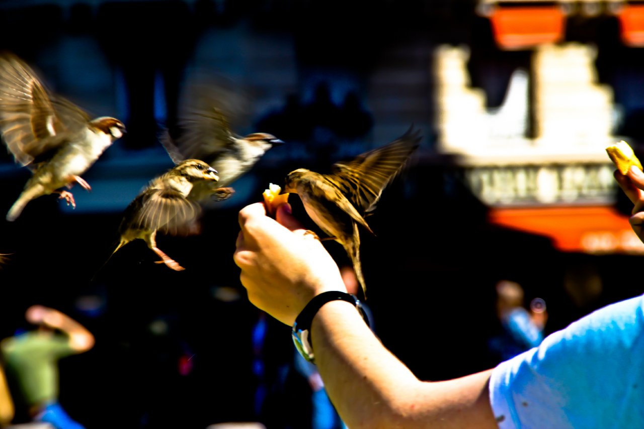 Fonds d'cran Animaux Oiseaux - Moineaux 