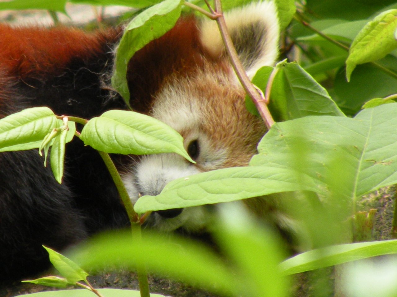 Fonds d'cran Animaux Pandas roux 