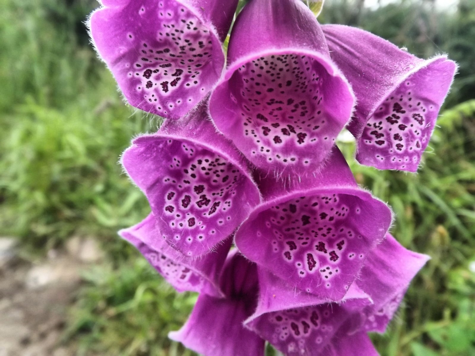 Fonds d'cran Nature Fleurs 