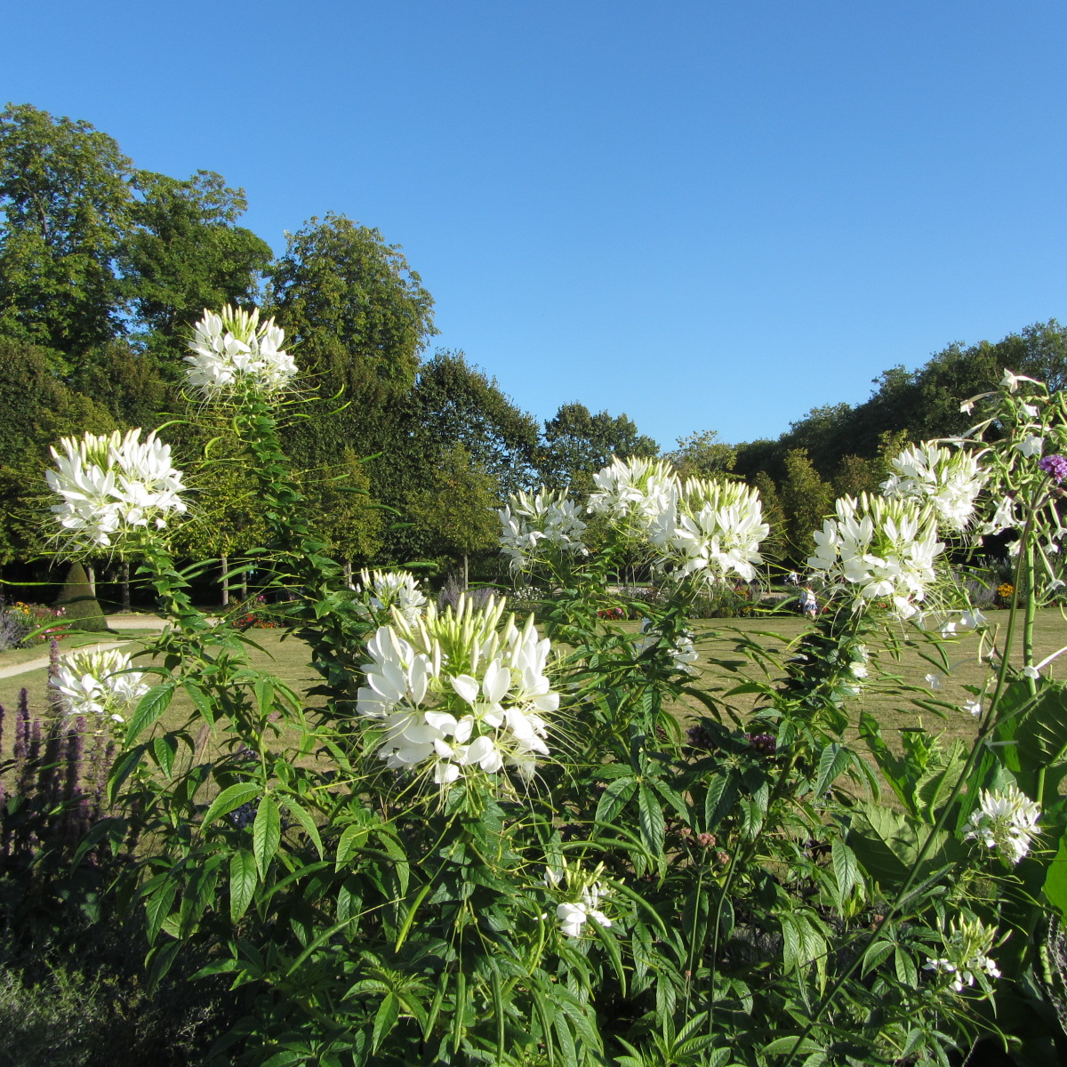 Fonds d'cran Nature Fleurs Bouquet blanc