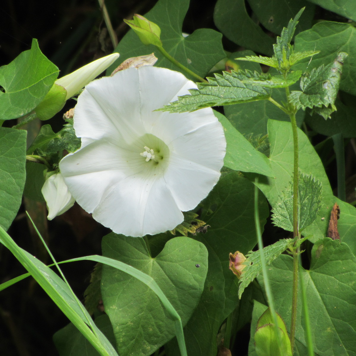 Fonds d'cran Nature Fleurs 