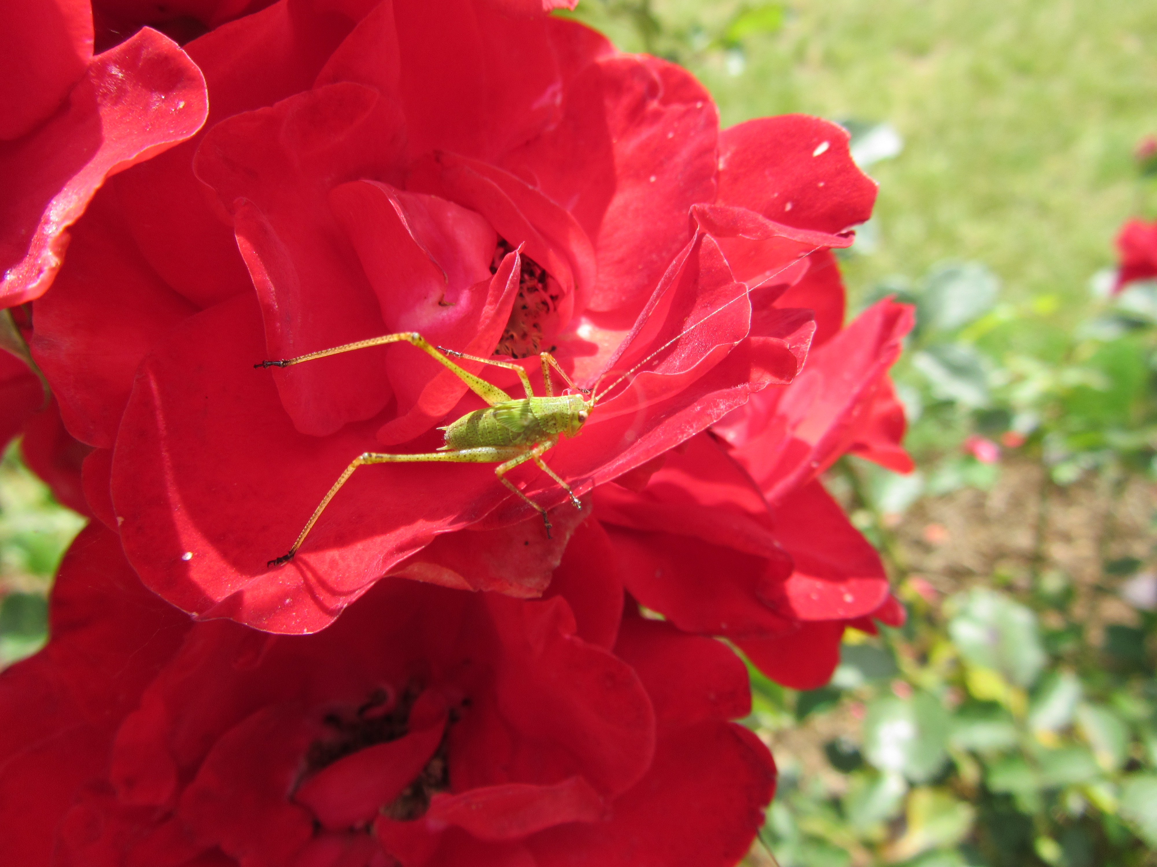 Fonds d'cran Nature Fleurs Roses roses