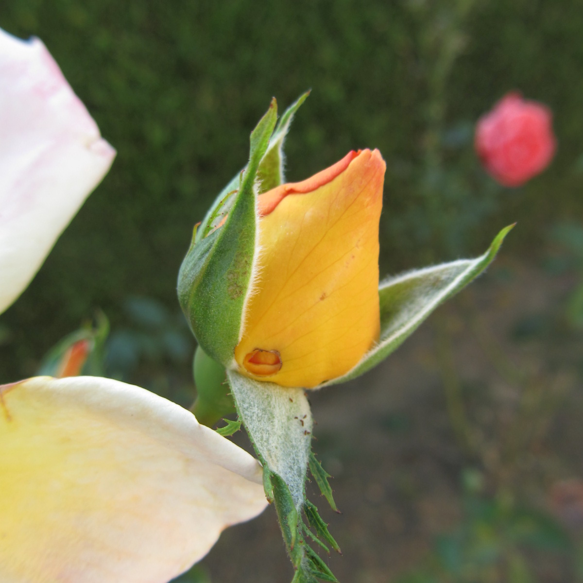 Fonds d'cran Nature Fleurs coeurs de roses jaunes