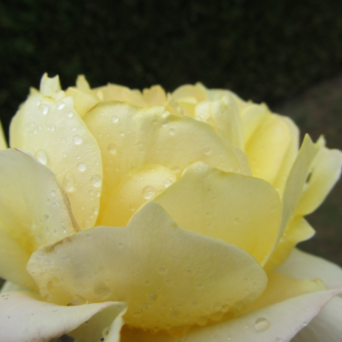 Fonds d'cran Nature Fleurs coeurs de roses jaunes