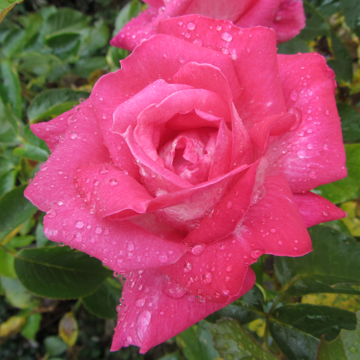 Fonds d'cran Nature Fleurs Roses roses