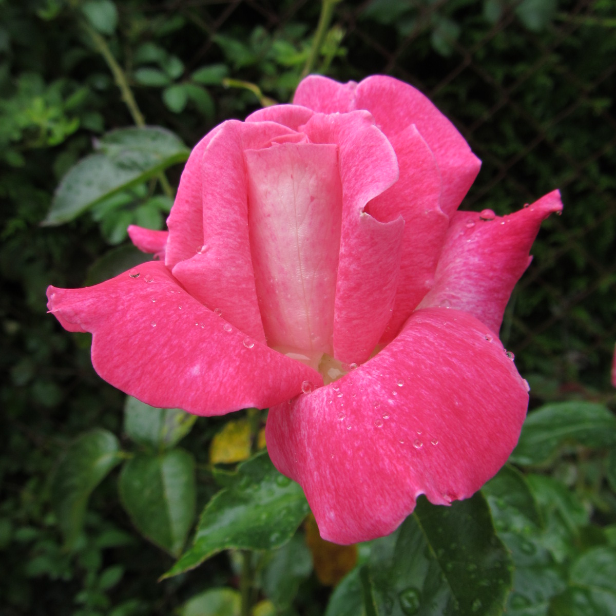 Fonds d'cran Nature Fleurs A chaque rose sa robe et son coeur