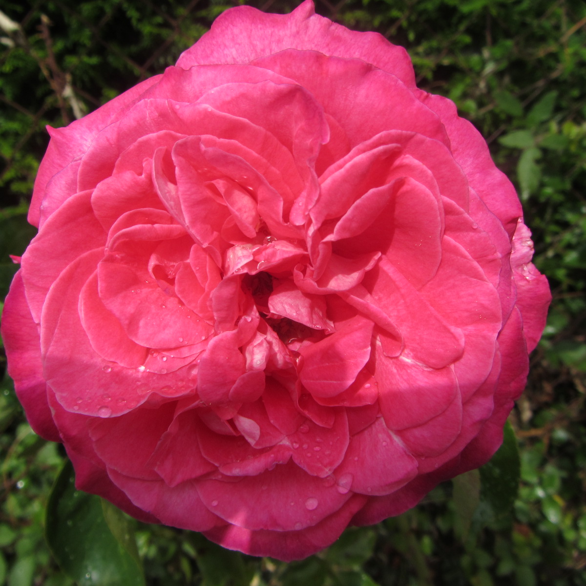 Fonds d'cran Nature Fleurs A chaque rose sa robe et son coeur