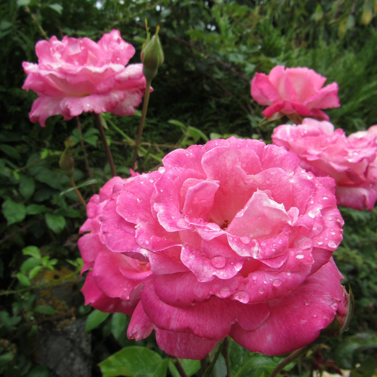 Fonds d'cran Nature Fleurs A chaque rose sa robe et son coeur