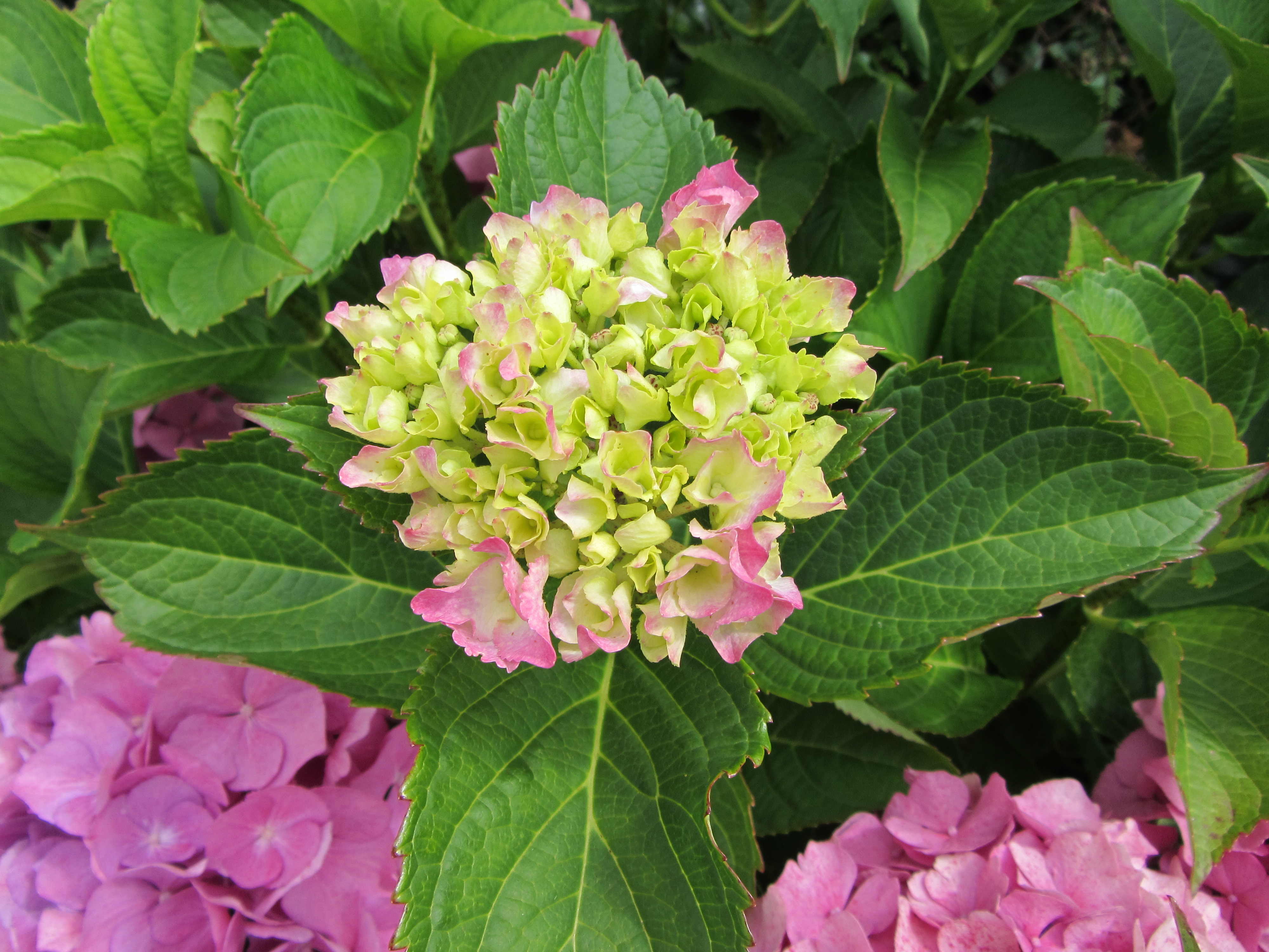 Fonds d'cran Nature Fleurs Hortensias roses, hortensias bleus