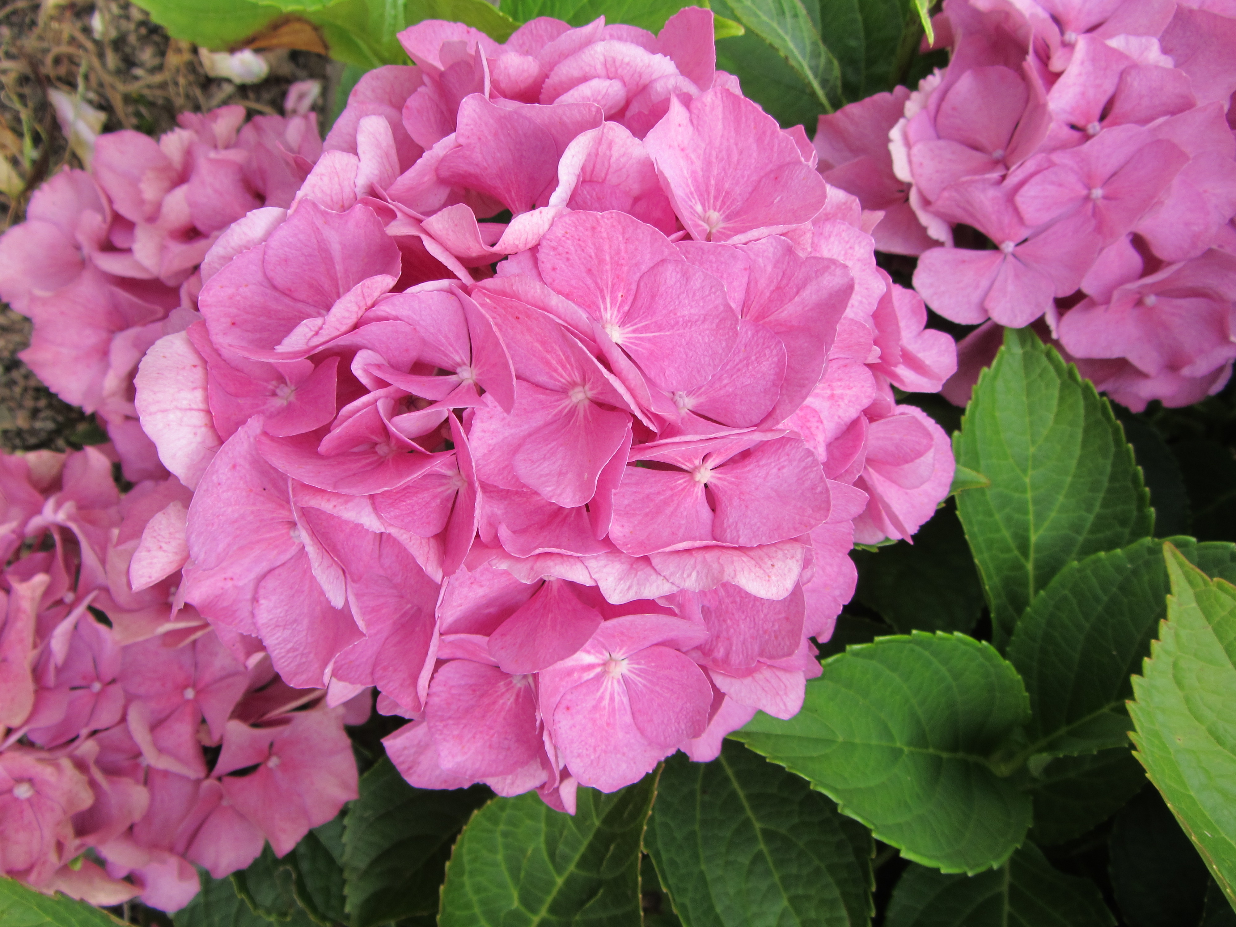 Fonds d'cran Nature Fleurs Hortensias roses, hortensias bleus