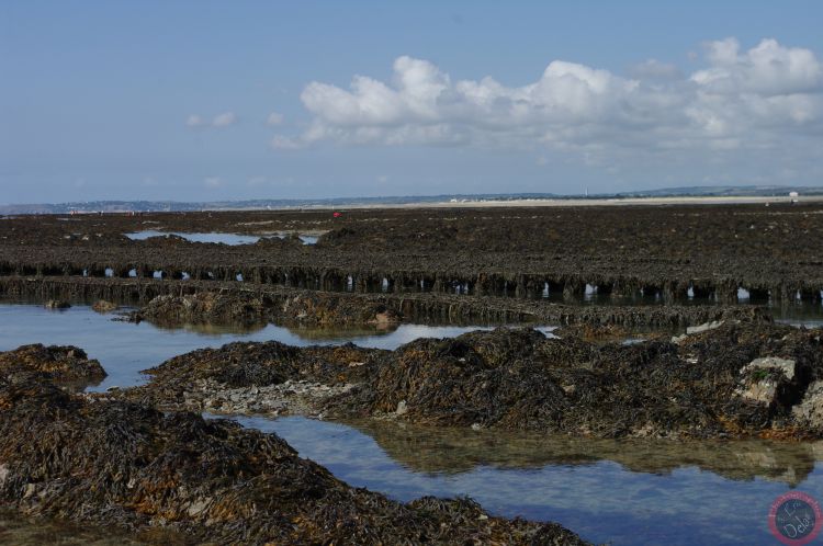 Fonds d'cran Nature Mers - Ocans - Plages Plage Normandie (50)