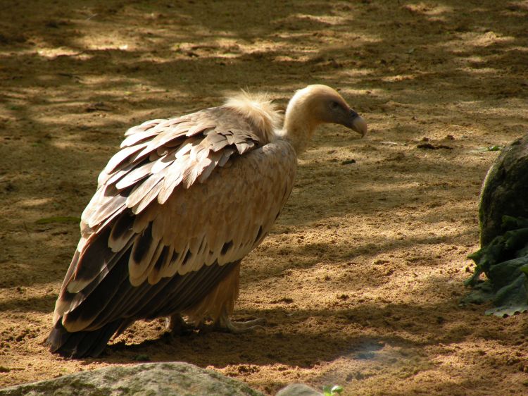 Fonds d'cran Animaux Oiseaux - Vautours Wallpaper N333294