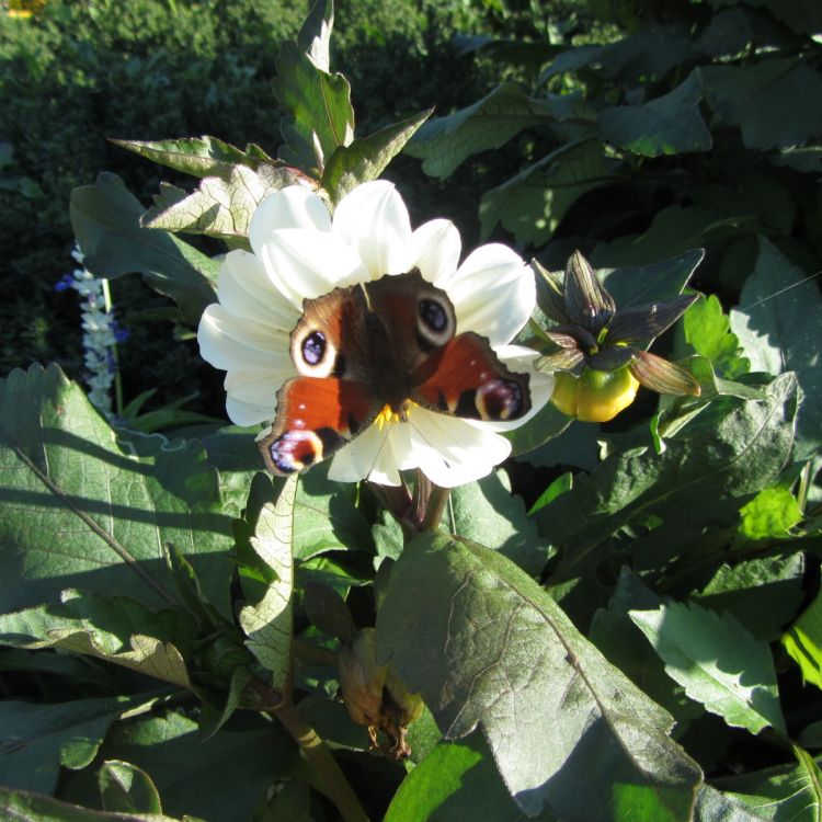 Fonds d'cran Nature Fleurs Papillon sur fleur blanche