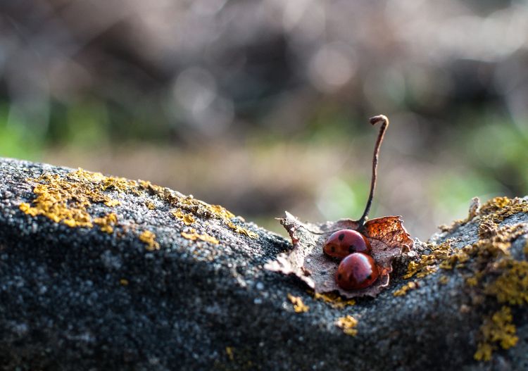 Fonds d'cran Animaux Insectes - Coccinelles Wallpaper N333405