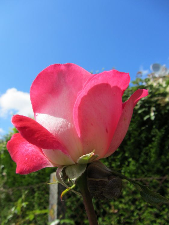 Fonds d'cran Nature Fleurs Roses roses