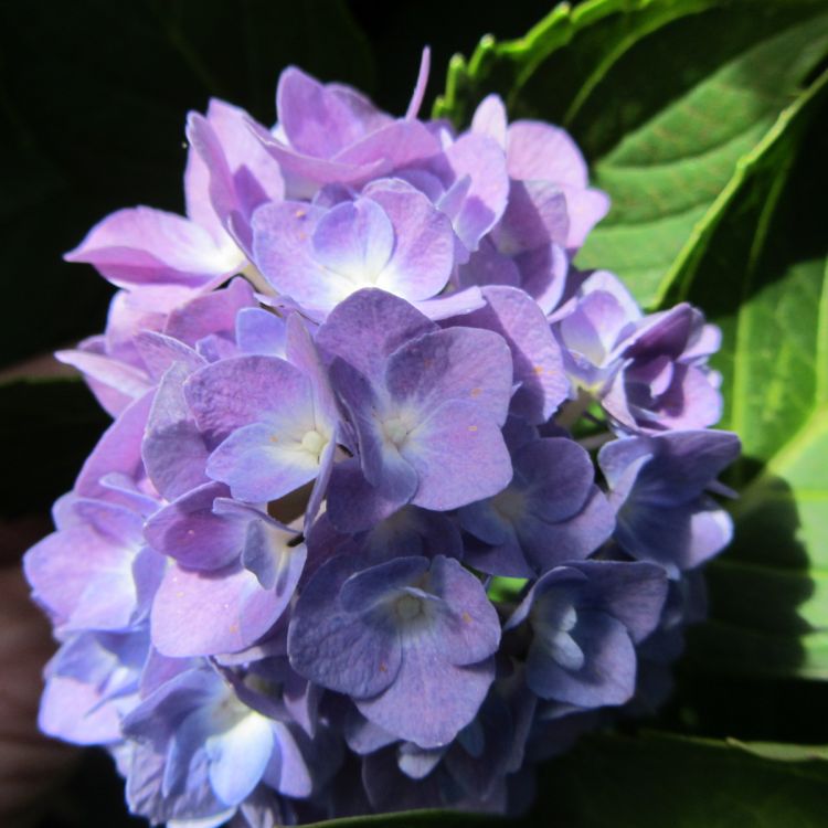 Fonds d'cran Nature Fleurs Hortensias roses, hortensias bleus